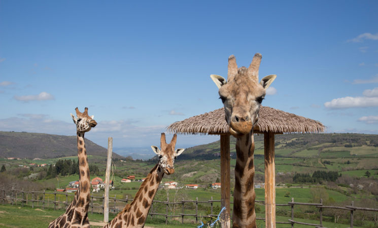girafes
