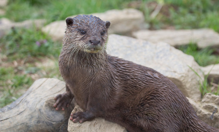 Loutre