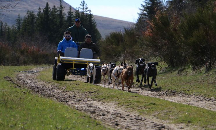 Cani kart avec Team sensations