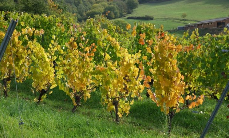 Domaine Le Chlo d'Auzit