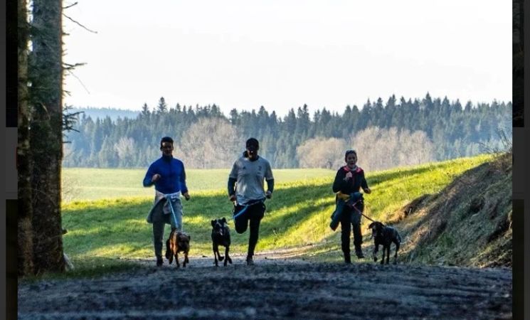 Cani cross avec Team Sensations