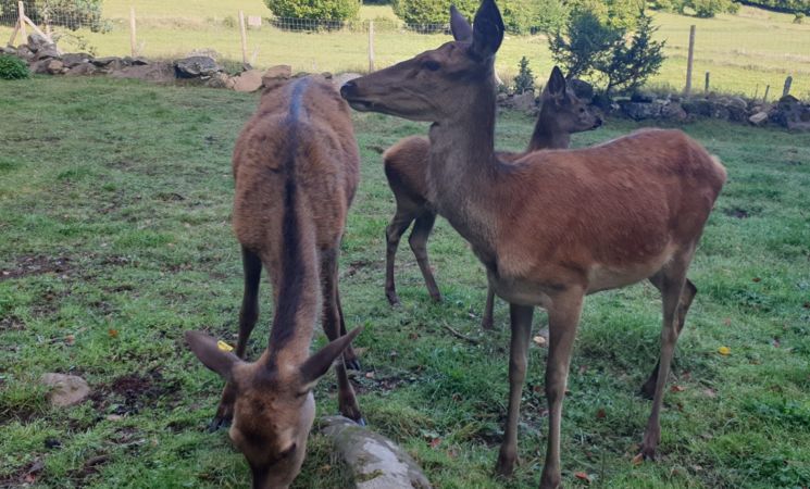 Visite pédagogique autour des animaux_Chavagnac