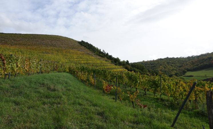 Domaine Le Chlo d'Auzit