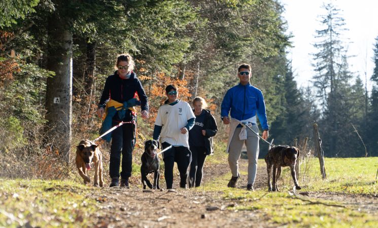 Cani rando avec Team Sensations