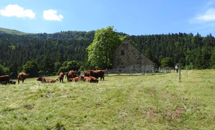 Maison du buronnier - Laveissière