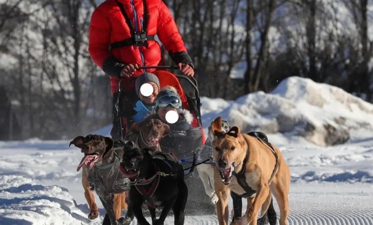 Chiens de traineau dans le Cézallier