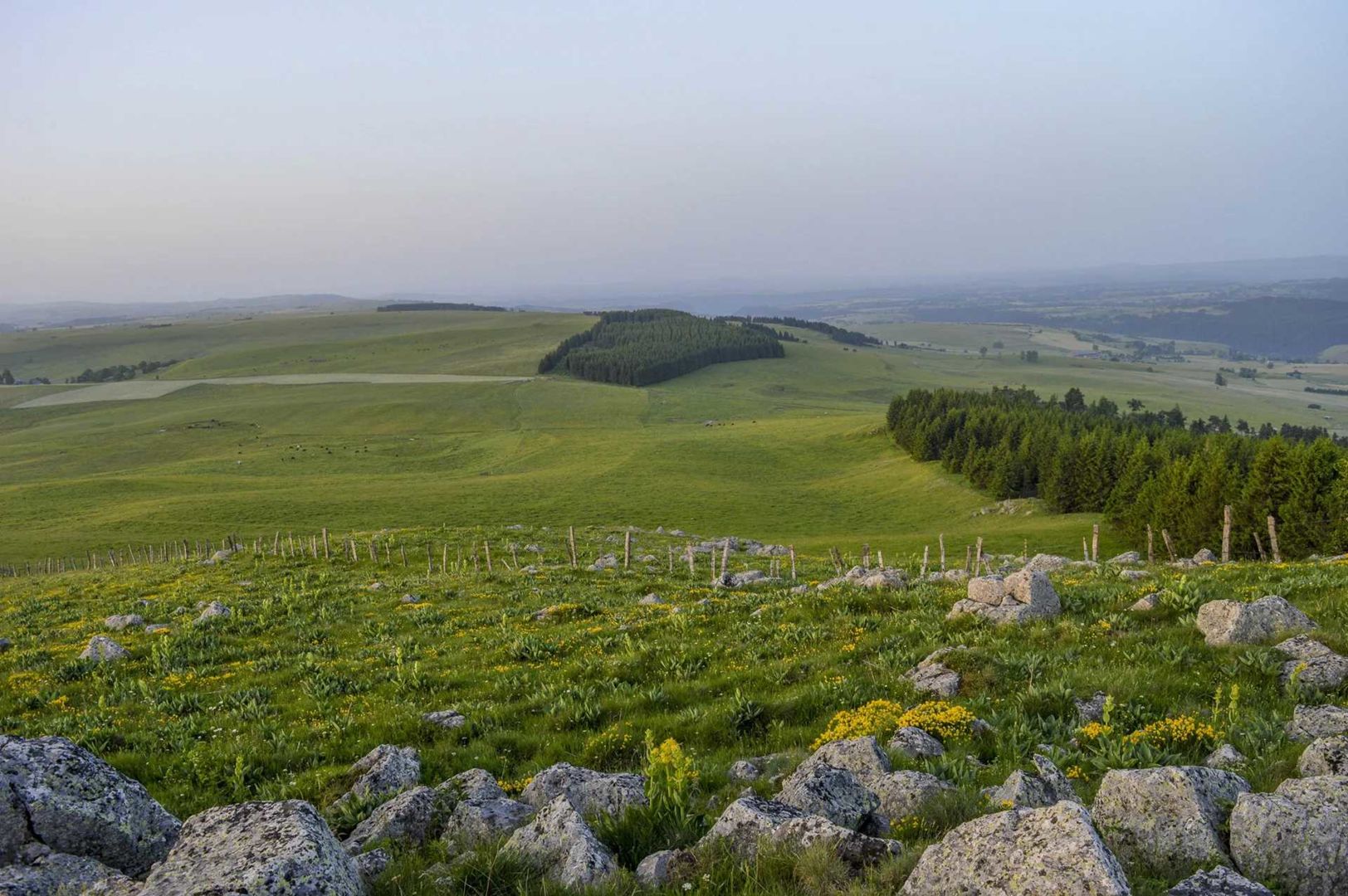 Tour des vaches rouges - Hautes Terres Tourisme