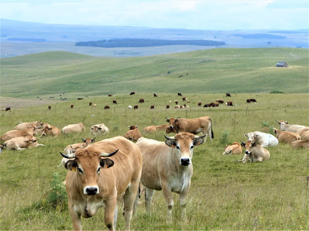 Séjour sur le Tour des Vaches Rouges dans le Cézallier - Hautes Terres