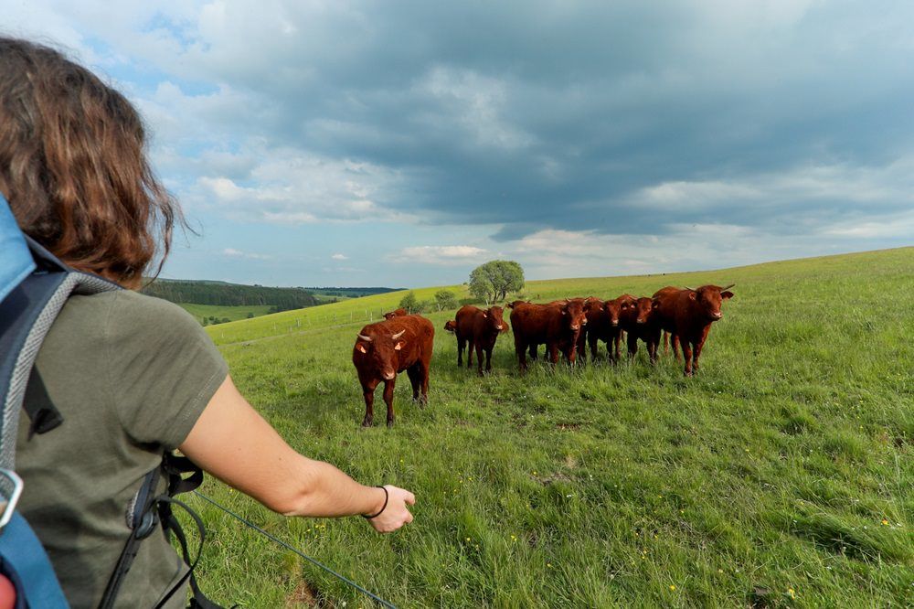 Tour des vaches rouges - Hautes Terres Tourisme