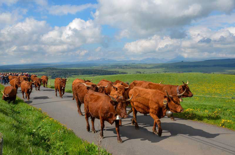 Tour des vaches rouges - Hautes Terres Tourisme