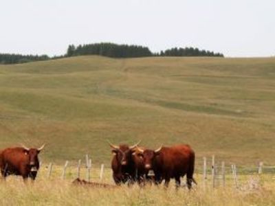 Gauthier family - Suckling Salers cows