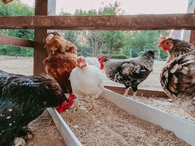 La Ferme de Franck et Blandine