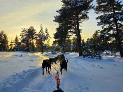Roche du Pic station de pleine nature - Dogsled rides