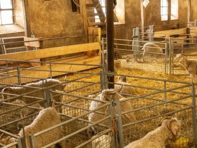 Visite d'un élevage de chèvres angora