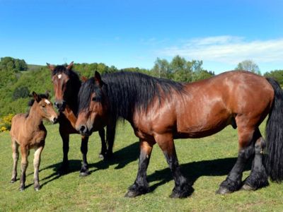 Fête du Cheval Auvergne