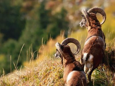 Découverte de la Biodiversité et du Patrimoine des territoires du Cantal