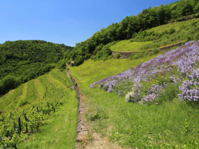 Visite guidée - La culture du vin en terrasse dans le Cantal