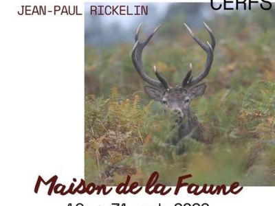 Exposition photographique Une année avec les cerfs