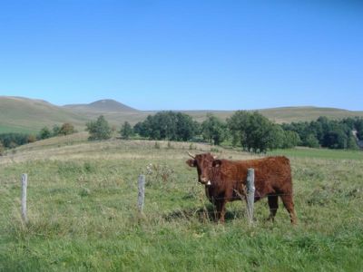 Le Tour des Vaches Rouges - Boucle des Monts du Cézallier en 5 jours - Départ Pradiers
