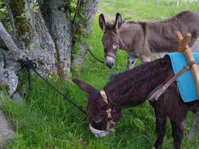 Randonnée accompagnée avec les ânes - Journée