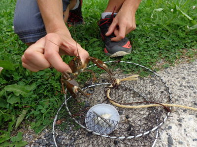 Crayfish fishing workshop Near Allanche
