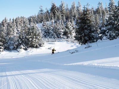 La piste du champignon