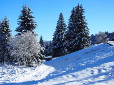 Forêt secrète