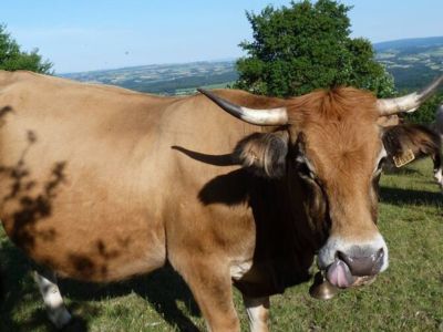 Visite de la Ferme du Mont Journal