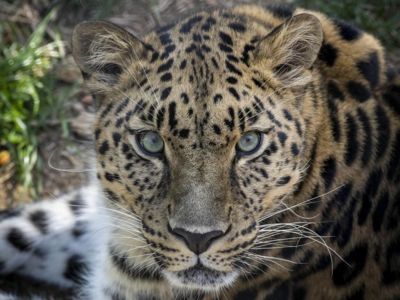 Parc Animalier d'Auvergne