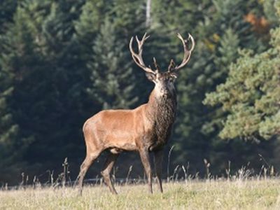 Sortie Brame du Cerf en forêt