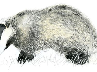 Naturalist painter Isabel Naudin