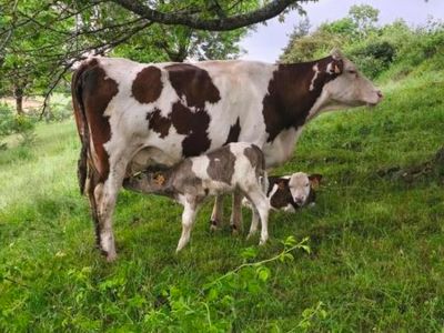La Ferme de Franck et Blandine