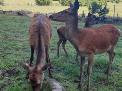 Visite pédagogique autour des animaux