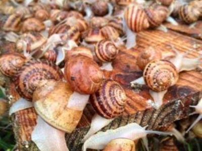 Visite de la Ferme Hélicicole - La Coquille de Massiac