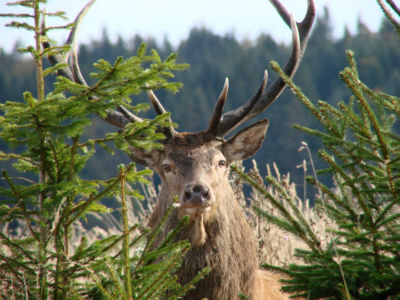 Sorties Brame du Cerf matinal