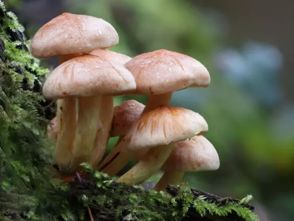 Champignons, MONTAIGUT-SUR-SAVE