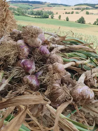 ail violet 1 - Ferme de Fabart Brignemont (1), BRIGNEMONT