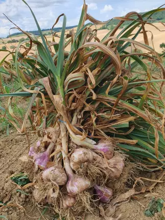 ail violet 1 - Ferme de Fabart Brignemont (2), BRIGNEMONT