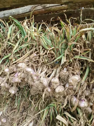 ail violet 1 - Ferme de Fabart Brignemont (3), BRIGNEMONT