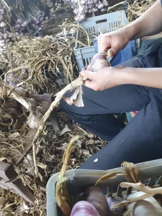 ail violet 1 - Ferme de Fabart Brignemont (4), BRIGNEMONT