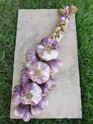 ail violet 1 - Ferme de Fabart Brignemont (5), BRIGNEMONT