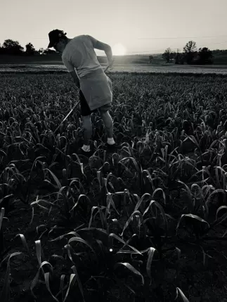 ail violet 1 - Ferme de Fabart Brignemont (6), BRIGNEMONT