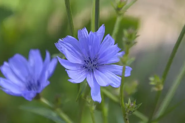 dieter444-chicory-5414279_640, MONTAIGUT-SUR-SAVE