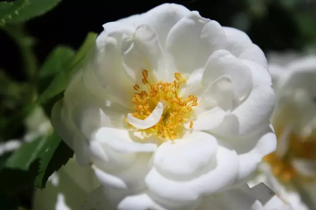 Fleur Blanche, CAUBIAC