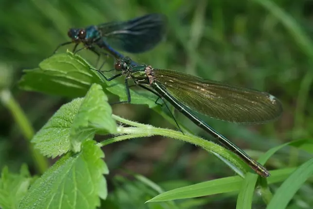 piotralbanowicz-dragonfly-3395597_640, LE BURGAUD