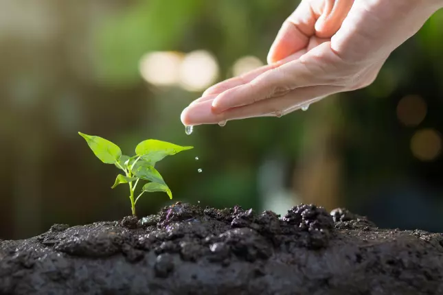 thophilong-soil-8080788_1920, THIL