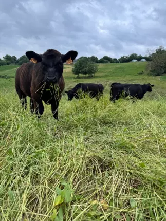 troupeau - Ferme de Fabart Brignemont (1), BRIGNEMONT
