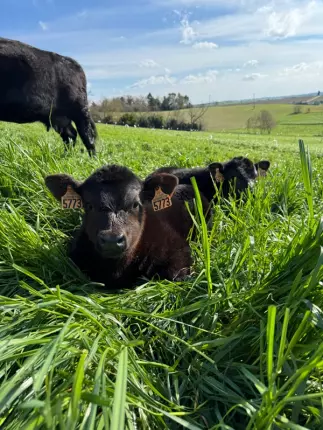 troupeau - Ferme de Fabart Brignemont (2), BRIGNEMONT