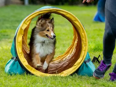 Chien - Agility