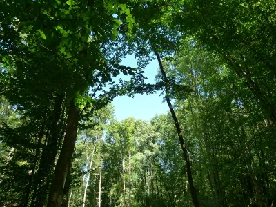 BOUCONNE FOREST, MONTAIGUT-SUR-SAVE